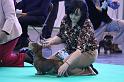 Crufts_dachshunds 002